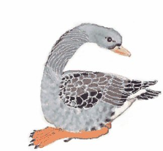 Gackerliese Graugans, anklicken f�r Animation