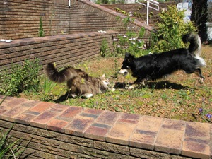Wherever I go, Harald the Main Coon and Nemo, the Border CollieX Jack Russel come along