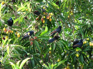 Red-winged Starlings raiding our Loquat tree