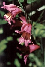 Gladiolus carinatus