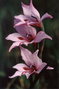 Gladiolus carneus