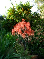Lemon tree and Aloe hybrid