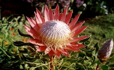 King Protea