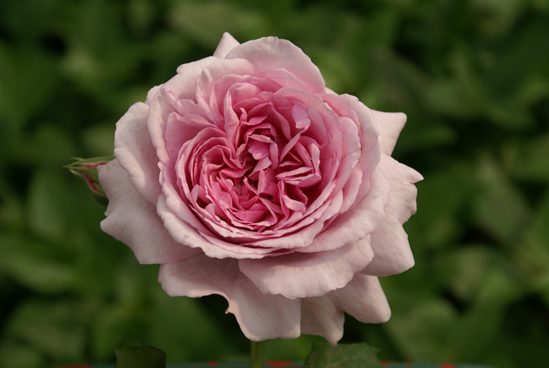A rose named Gwen Fagan