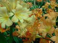 Clivia miniata (pastels)