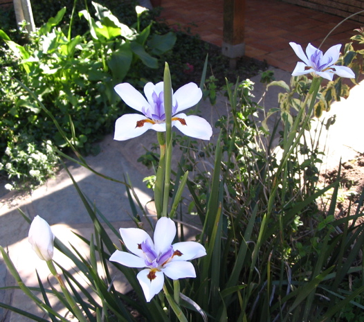 Dietes grandiflorus