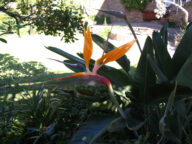 Strelitzia reginae