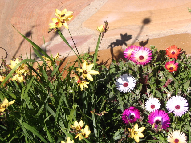 Ixia dubiosa und Dorotheanthus bellidiformis