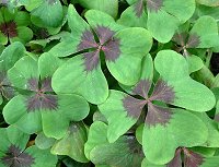 Oxalis quadrangularis