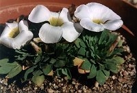 Oxalis haworthioides