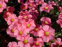 Oxalis obtusa