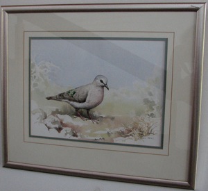 Emerald-spotted Wood-Dove - Turtur chalcospilos