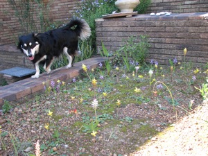 Verschiedene Lachenalia Arten mit Nemo