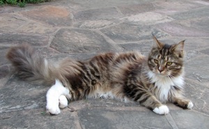 Ein Main Coon Kater namens Harald