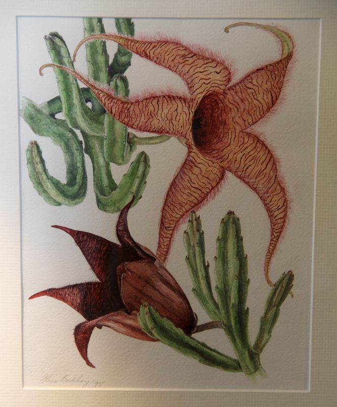 Stapelia gigantea, Stapelia leendertziae