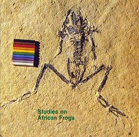 Fossil Frog of  Platanna family