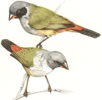 Swee Waxbills