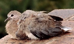 Young Laughing Doves