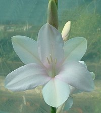 Watsonia cape shell