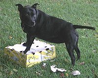 Winnie de Vos